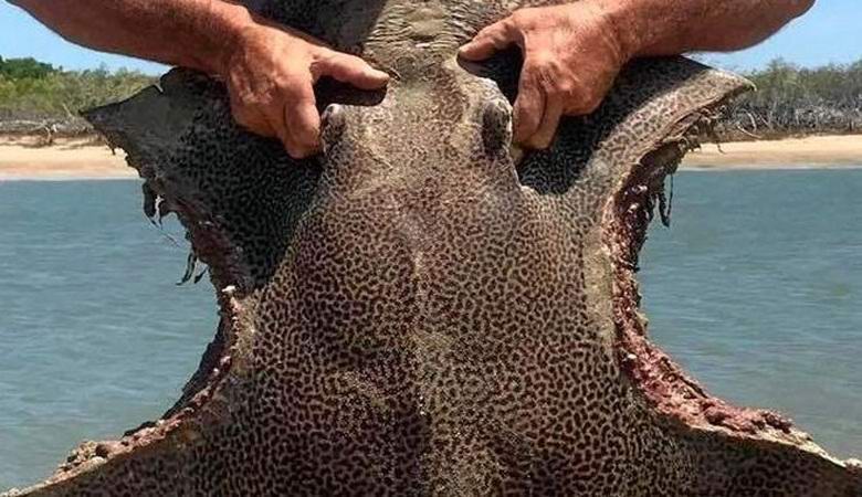 The riddle of a symmetrically bitten stingray surprised the Web