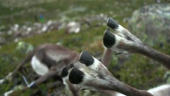 The mysterious lightning killed hundreds of deer at once