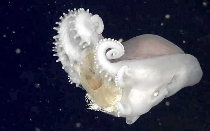 Mysterious octopuses know how to use weapons