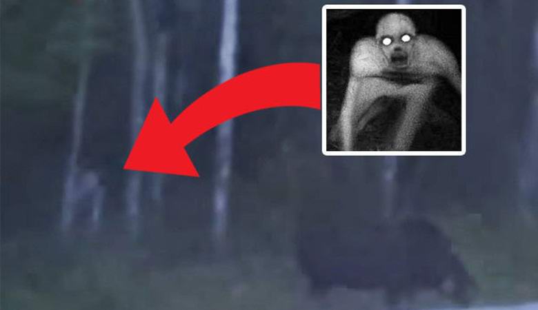 A mysterious creature creeps on a video to a moose