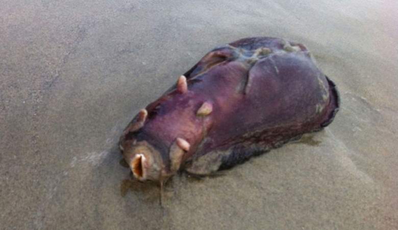 A mysterious creature washed ashore near the former nuclear power plant