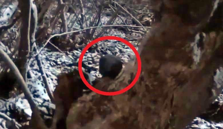 A mysterious creature captured in the Russian forest