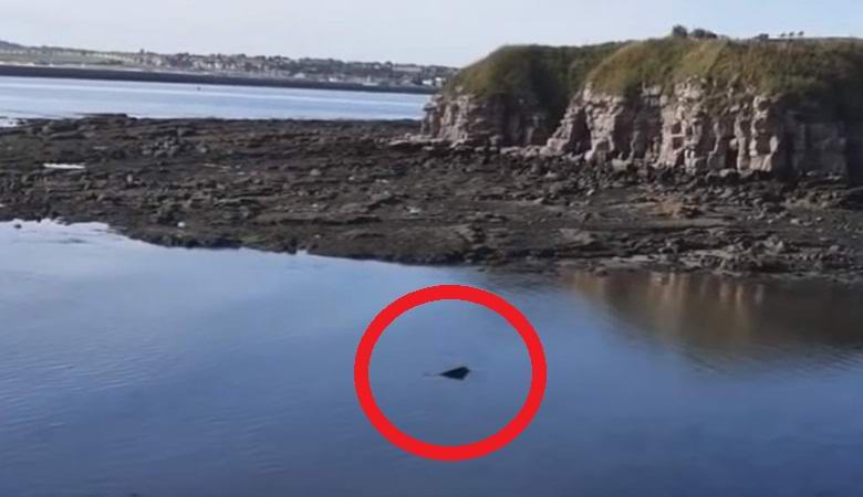 A mysterious aquatic creature captured near England