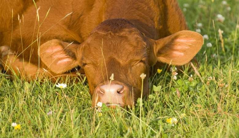 The mysterious behavior of cows in France was explained: RES was to blame for everything