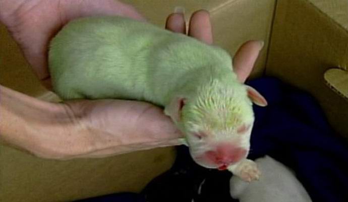 Green puppy was born in the UK