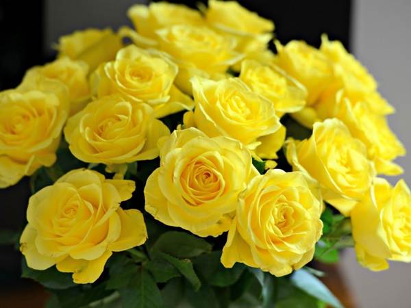 yellow roses 