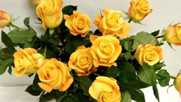 why do they give yellow roses 