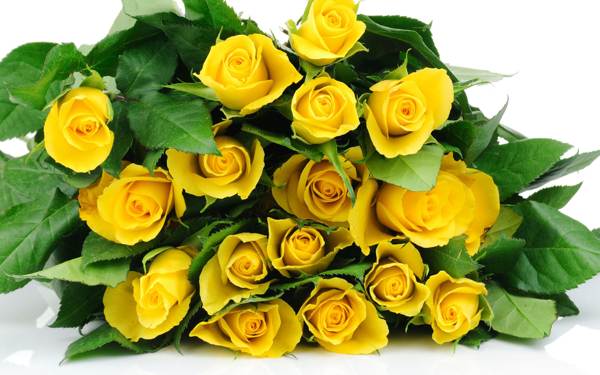 bouquet of yellow roses 