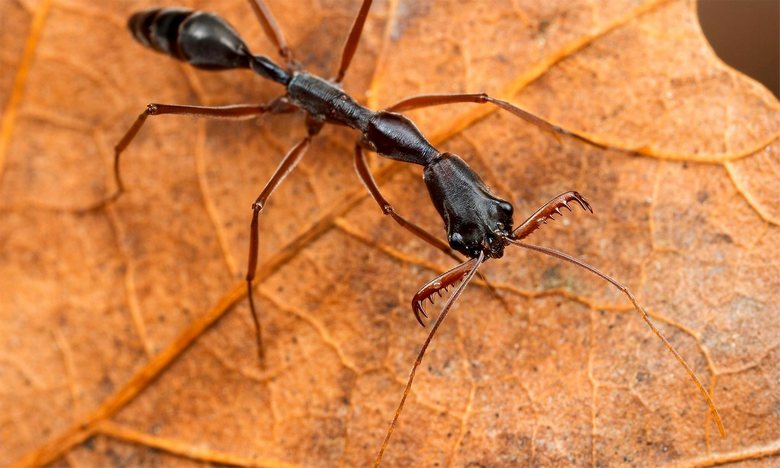 Fierce battles in the world of insects: the warlike ants of Florida