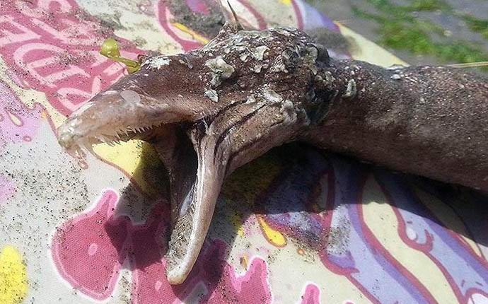 A creepy monster caught in New Zealand