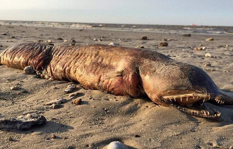 The creepy monster made on the coast of Texas